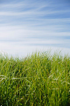 Lucious Grassy Dunes at Beach