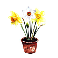 Narcissus in a pot watercolor illustration on white background