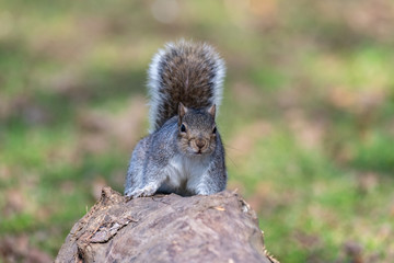 Eastern gray squirrel (Sciurus carolinensis)