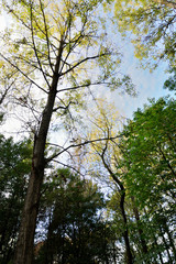 Fototapeta premium arbres et forets 9