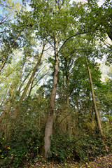 arbres et  forets 4