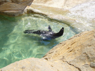 bathing seal