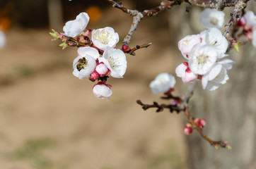 Abelha na flôr albricoqueiro | Bee on the flower of apricot tree