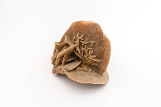 Rosa del desierto