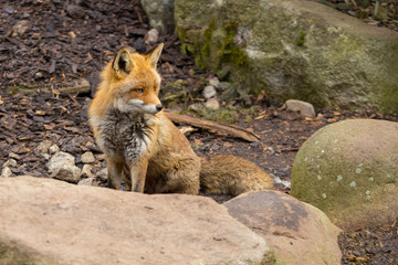 Fox sitting in ZOO