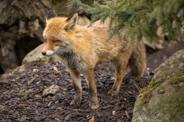 Naklejka na ściany i meble Fox in the forest