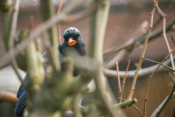 Hiding red-billed Blue Magpie