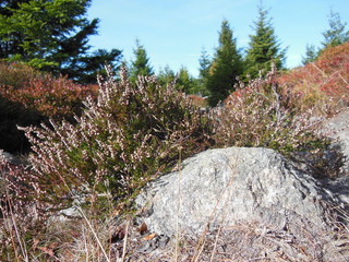 Sommerheide Makro