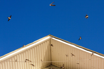 swallows sitting on rope and flying under the roof of building, blurred motion