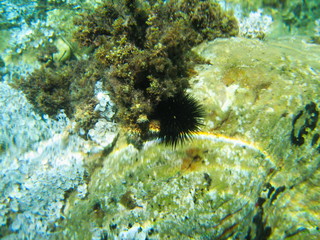 Background underwater plants on the rocks