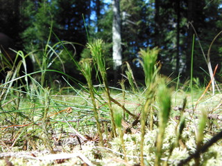 Waldgräser Makroaufnahme
