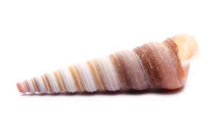 Decorative sea shell isolated on white background