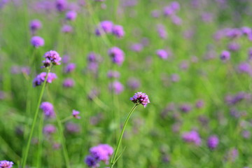 Spring Formal Garden. Beautiful garden of colorful flowers.Landscaped Formal Garden. Park. Beautiful Garden