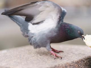 Feeding of animals. The pigeon eating white bread on the embankment fence. 