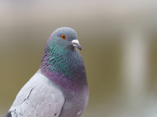 Portrait of the urban pigeon. Bird looks like a model.