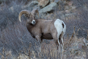 Wild Colorado Rocky Mountain Bighorn Sheep