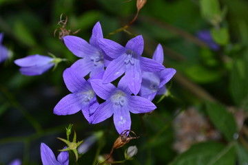 fleurs sauvages © marquisedesanges
