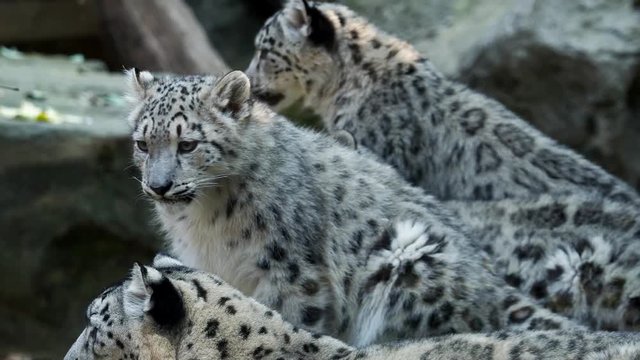 Snow leopard with young kittens (Panthera uncia)