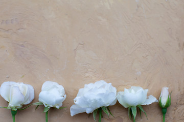 flat lay white rose border on beige background