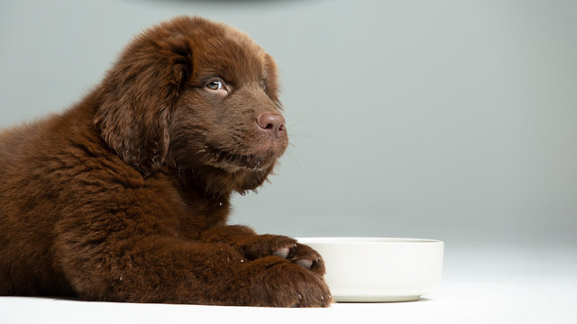 Brown Newfoundland Puppy in Studio