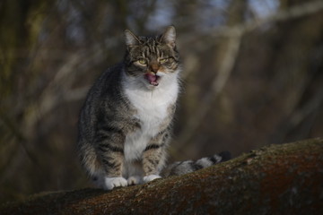 Cat