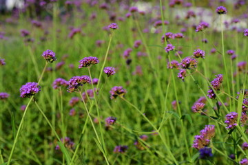 Obraz premium Purple flowers with bees that are living in beautiful gardens