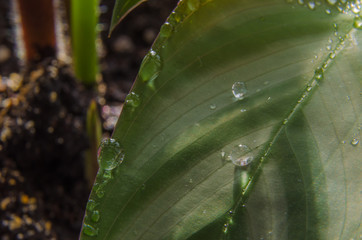 Close-up of water drops on a leaf of a flower.