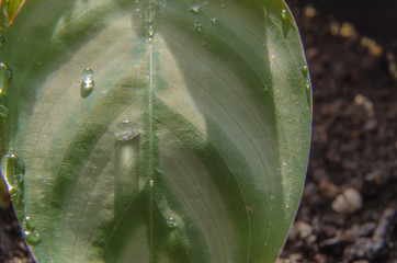 Close-up of water drops on a leaf of a flower.