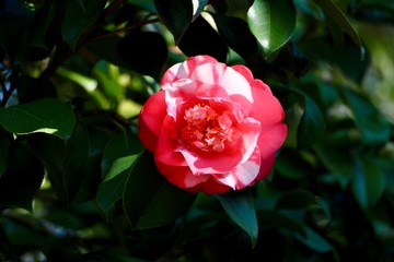 red rose in the garden