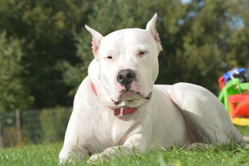 Dogo argentino