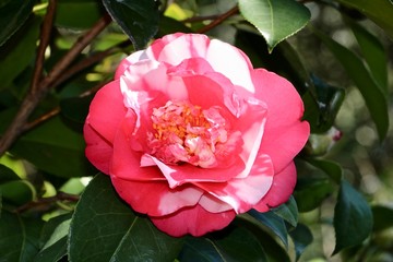 red rose in the garden