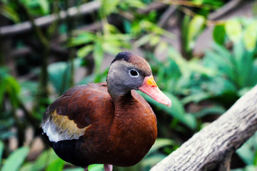 Tropical duck in the forest