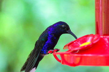 Hummingbird drinking nectar