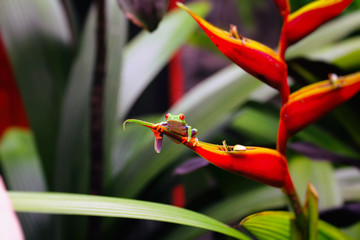 Frog relaxing on the leaves