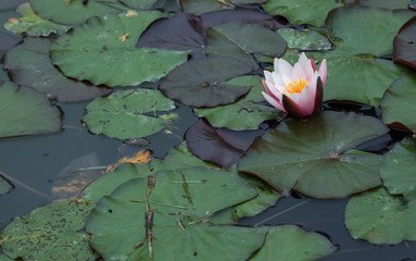 water lily