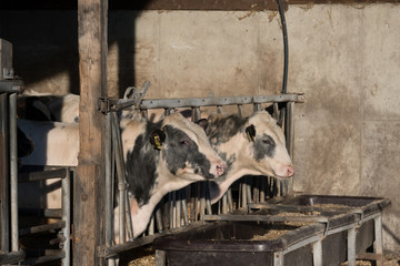 Kuehe stehen im Stall an einer Futterstelle