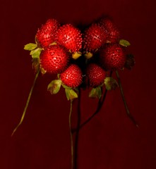 bouquet de fraises des bois