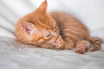 Chaton roux