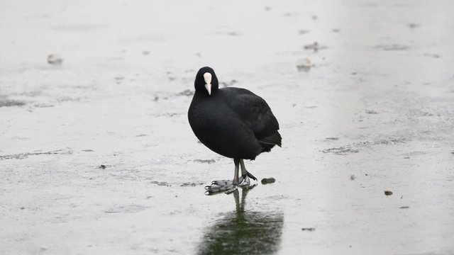 A common coot (Fulica atra) walking on a frozen lake, Waserpark in Vienna Austria