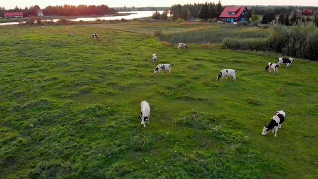 Aeriaal cows  close to the lake