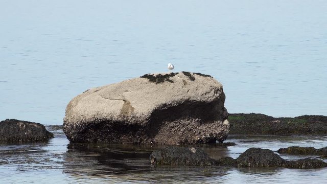 Rocks with brown algae and seagull surrounded by sea water. Brown algae edible seaweed