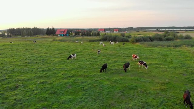 Aerial cows 