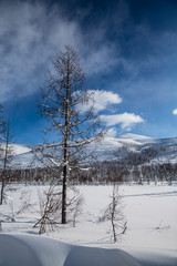 Winter mountain landscape with snowy trees and blue sky