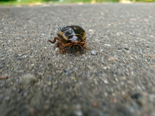 beetle crawling on asphalt