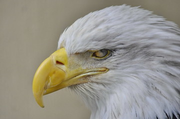 Close Up Bald Eagle