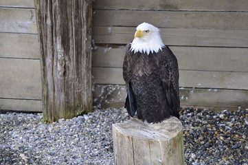 Close Up Bald Eagle