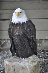 Close Up Bald Eagle