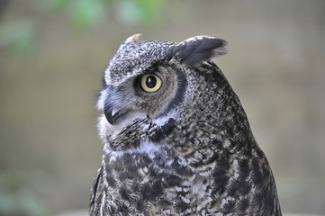 Close Up Head of an Owl