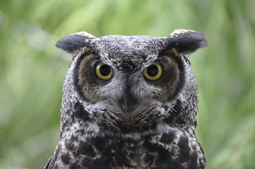 Close Up Head of an Owl