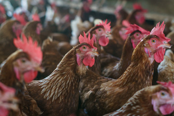 Fototapeta na wymiar Close up chicken heads in a farm